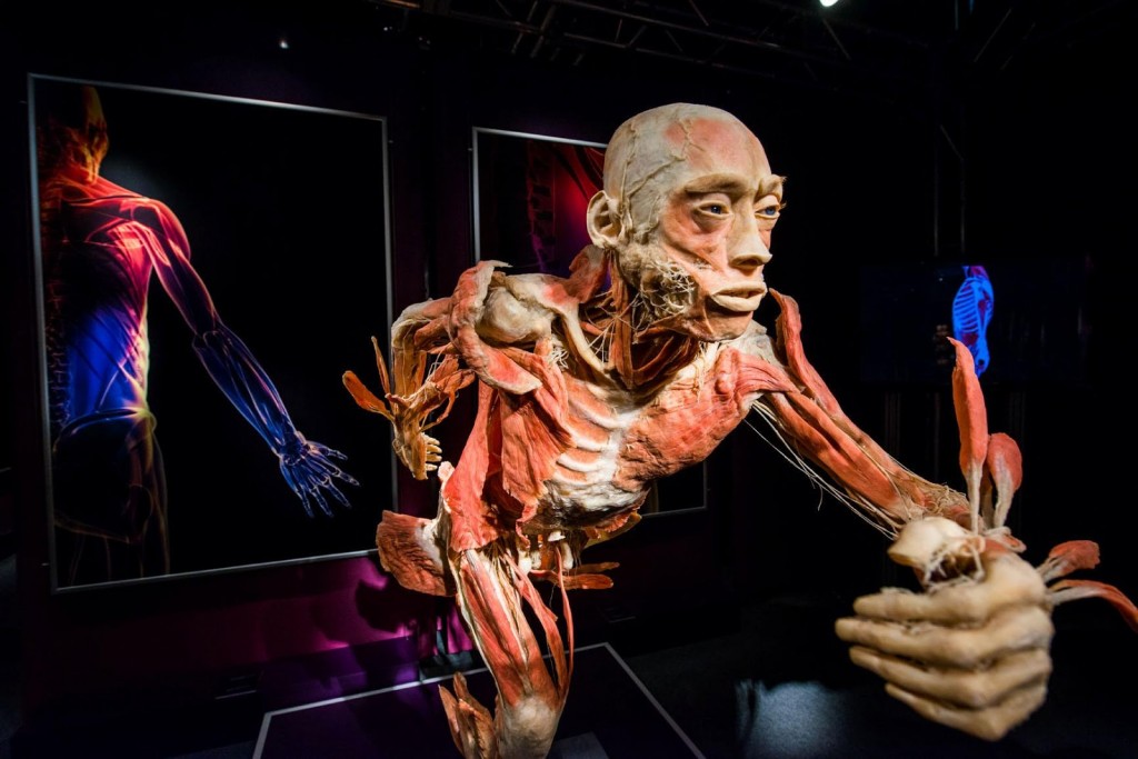 picture-of-the-human-body-exhibit1
